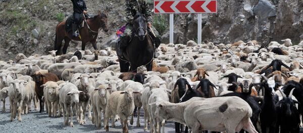 Архив: малдарды жайлоого айдоо - Sputnik Кыргызстан
