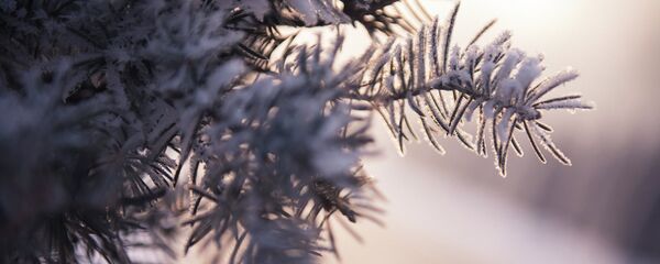 Ветка елки. Архивное фото - Sputnik Кыргызстан