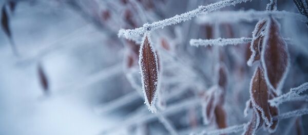 Карга байланган жалбырак. Архив Карга байланган жалбырак. Архив - Sputnik Кыргызстан