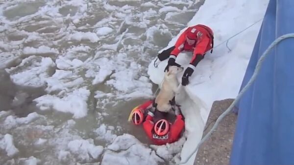 Американец проплыл 200 метров в ледяной воде ради спасения собаки - Sputnik Кыргызстан