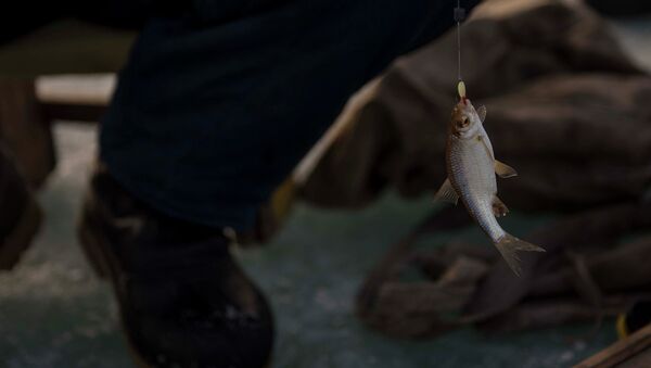 Пойманная рыба. Архивное фото - Sputnik Кыргызстан