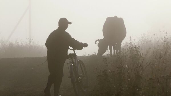 Мужчина с велосипедом идет за коровой. Архивное фото - Sputnik Кыргызстан