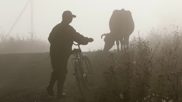Мужчина с велосипедом идет за коровой. Архивное фото - Sputnik Кыргызстан