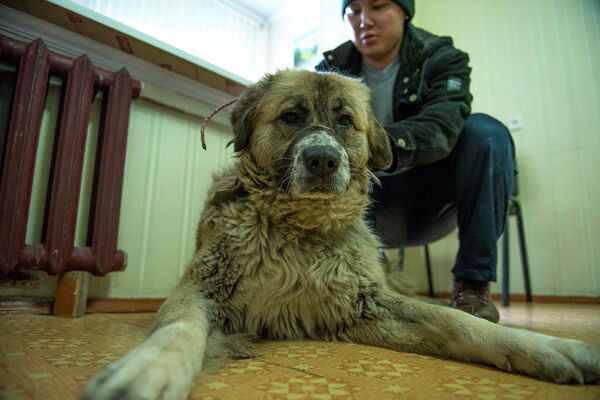 Ветеринар столичной клиники - Sputnik Кыргызстан