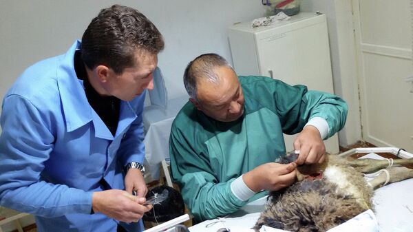 Ветеринар жумуш учурунда. Архив - Sputnik Кыргызстан