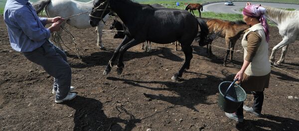 Жайлоо чабаны. Архив - Sputnik Кыргызстан