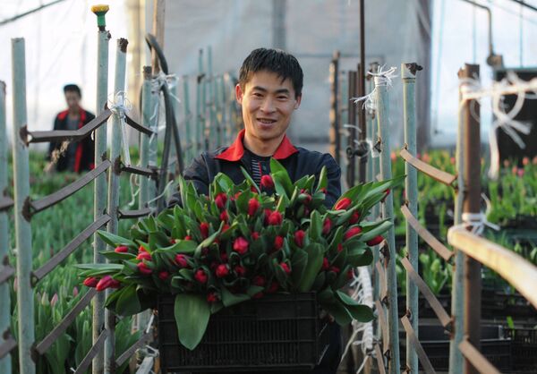 Срез тюльпанов в парниках перед праздником 8 марта - Sputnik Кыргызстан