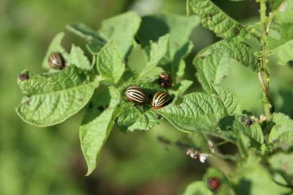 Колорадский жук на кустах картофеля. Архивное фото - Sputnik Кыргызстан