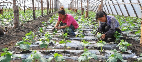 Работа тепличного комплекса ООО Согласие в Челябинской области - Sputnik Кыргызстан