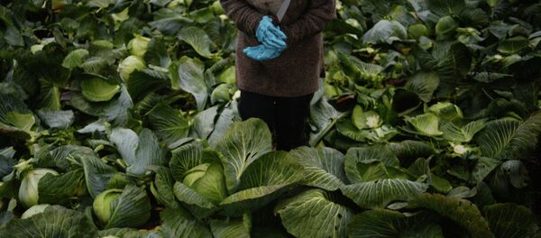 Уборка капусты в Новгородской области - Sputnik Кыргызстан