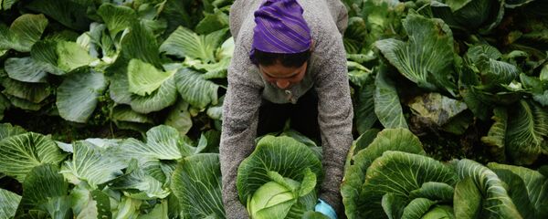 Капуста өстүрүү. Архив - Sputnik Кыргызстан