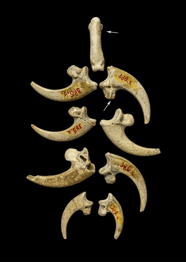 Фотография когтей и кости орланов, послуживших основой для ожерелья или браслета неандертальцев - Sputnik Кыргызстан