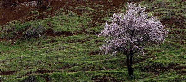 Өрүк дарагы. Архив - Sputnik Кыргызстан