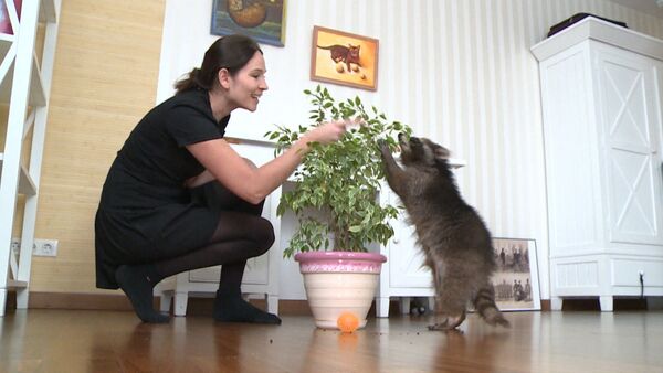 Игры с кошкой и селфи с хозяйкой – как живет звезда инстаграма енот Федя - Sputnik Кыргызстан