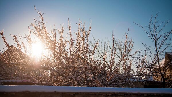 Снег на распустившийся цветках абрикосового дерева. Архивное фото - Sputnik Кыргызстан