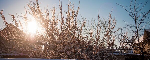 Весенние заморозки. Архивное фото - Sputnik Кыргызстан