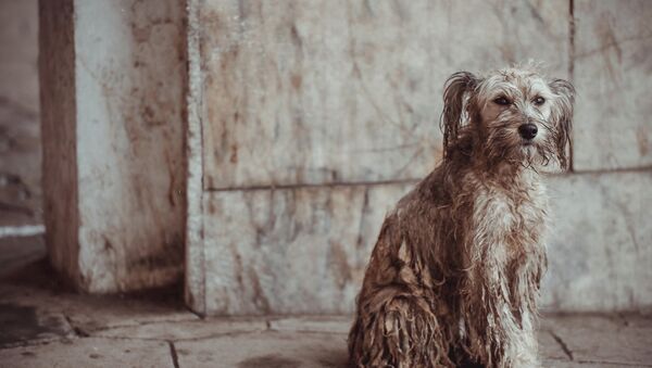 Бездомная собака. Архивное фото - Sputnik Кыргызстан
