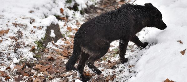 Үйсүз ит. Архив - Sputnik Кыргызстан