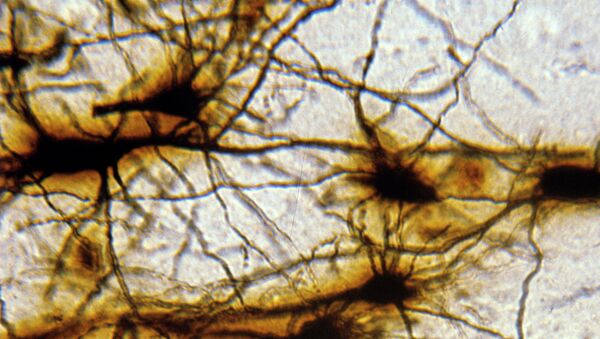 Снимок изображения нейронной сети коры головного мозга. Архивное фото - Sputnik Кыргызстан