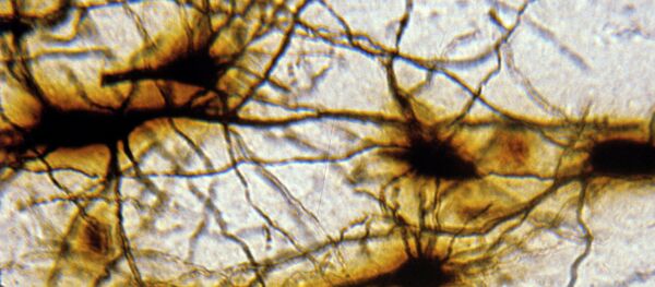 Снимок изображения нейронной сети коры головного мозга.  Архивное фото - Sputnik Кыргызстан