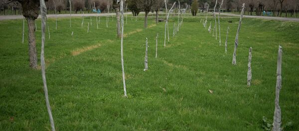 Саженцы в парке. Архивное фото - Sputnik Кыргызстан