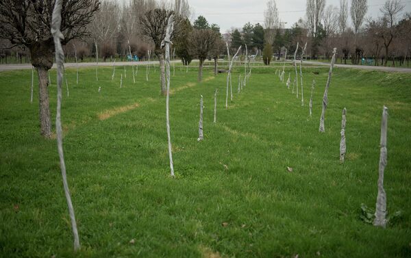 Ежегодно в столице высаживают сотни молодых деревьев. - Sputnik Кыргызстан