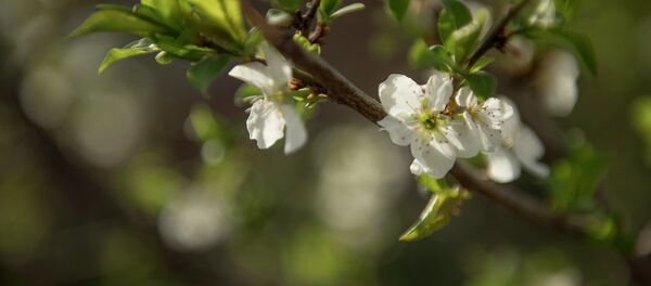 Утро в Бишкеке - Sputnik Кыргызстан