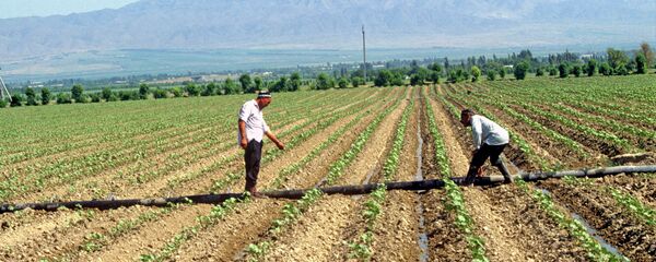 Крестьяне на поле. Архивное фото - Sputnik Кыргызстан
