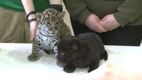 Двоих разномастных детенышей ягуара впервые показали посетителям зоопарка - Sputnik Кыргызстан