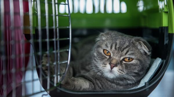 Международная выставка кошек - Sputnik Кыргызстан