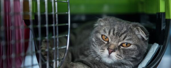 Кошка на выставке. Архивное фото - Sputnik Кыргызстан