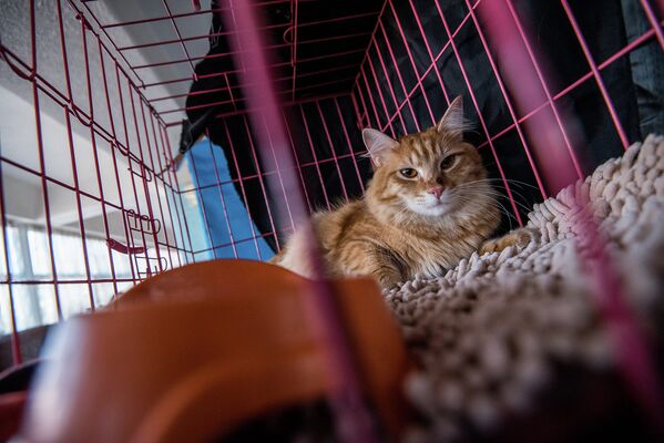Международная выставка кошек - Sputnik Кыргызстан