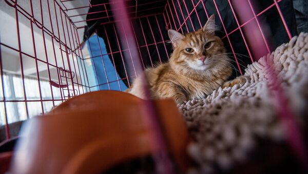 Кот в клетке. Архивное фото - Sputnik Кыргызстан