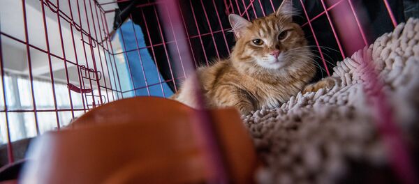 На международной выставке кошек в Бишкеке. Архивное фото - Sputnik Кыргызстан