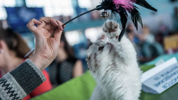 Международная выставка кошек - Sputnik Кыргызстан