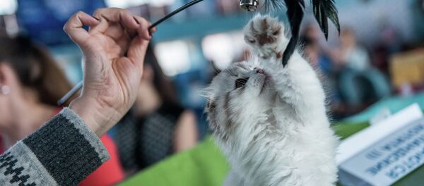 Международная выставка кошек Международная выставка кошек - Sputnik Кыргызстан