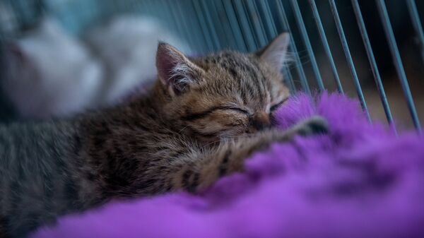 Котенок в клетке. Архивное фото - Sputnik Кыргызстан