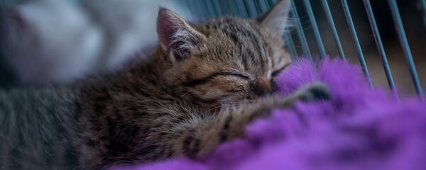 Международная выставка кошек - Sputnik Кыргызстан