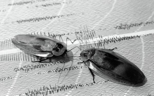 Тараканы. Архивное фото - Sputnik Кыргызстан