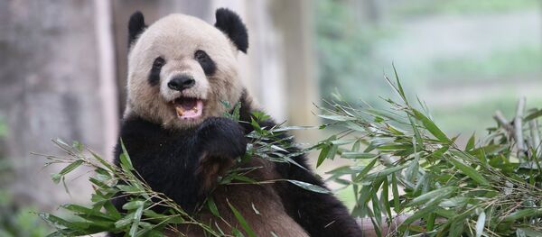 Страны мира. Китай - Sputnik Кыргызстан