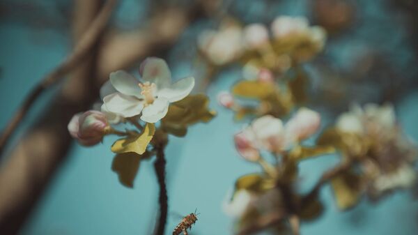 Алманын агыш-кызыл гүлдөрү. - Sputnik Кыргызстан