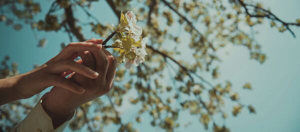 Прогулка по яблоневой роще - Sputnik Кыргызстан