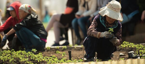 Зеленстрой ишканасынын жумушчусу. Архив - Sputnik Кыргызстан