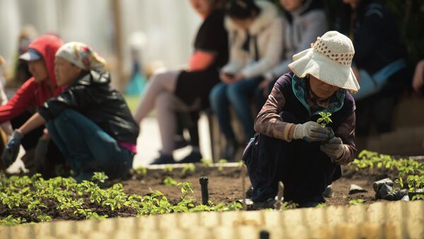 Работники по озеленению высаживают цветы. Архивное фото - Sputnik Кыргызстан