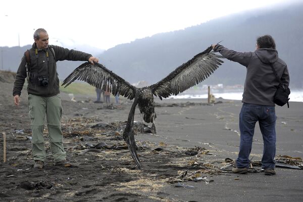Чилийские власти начали расследование причин загадочной гибели 1,3 тысячи птиц на пляжах юга страны. - Sputnik Кыргызстан