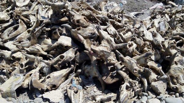На мусорный полигон сбрасывают отходы забитого скота - Sputnik Кыргызстан