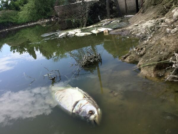 Из-за отравляющих веществ рыбе становится трудно дышать, затем она погибает. - Sputnik Кыргызстан