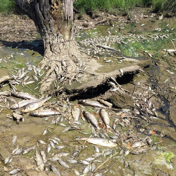Почти 100 тонн промысловой рыбы погибло в прудах. - Sputnik Кыргызстан