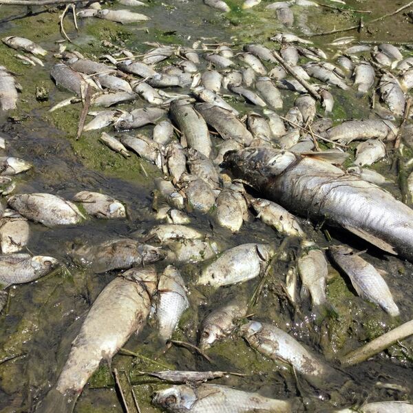 Мертвой рыбой смогут питаться птицы и животные. - Sputnik Кыргызстан