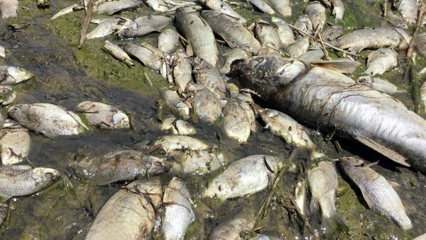 Море мертвой рыбы в озере навоза - Sputnik Кыргызстан